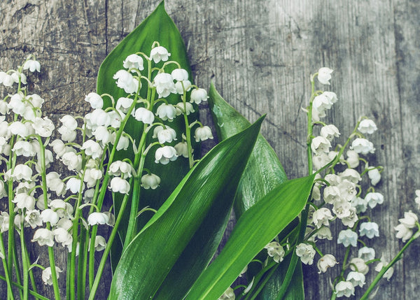 RU-6130　 LILY OF THE VALLEY オードトワレ　100ml LILY OF THE VALLEY | Limited Return Eau de Parfum